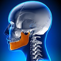Animation of jaw and skull